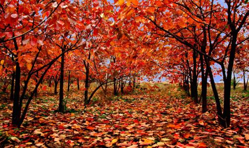 秋渐浓，景如诗 最“秋意盎然”的104句古诗词